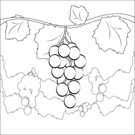Grapes fruit drawing black and white vector