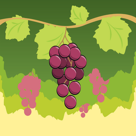 Grapes fruit vector