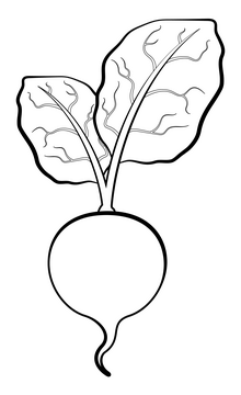 Beet vegetable black and white clipart