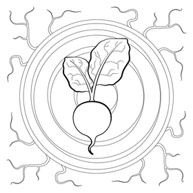 Beet vegetable black and white vector