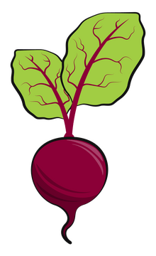 Beet vegetable clipart