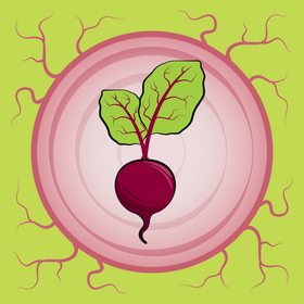 Beet vegetable vector