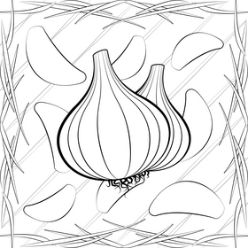 Garlic drawing black and white vector