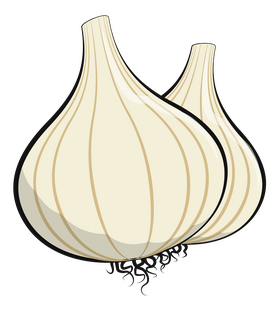 Garlic drawing clipart