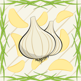 Garlic drawing vector
