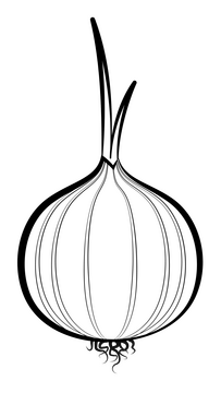 Onion vegetable black and white clipart