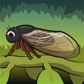 Cicada vector free download