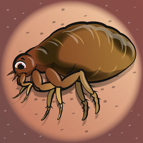 Flea cartoon vector