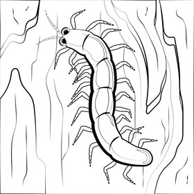 Centipede cartoon black and white vector