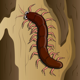 Centipede cartoon vector