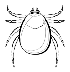 Tick bug insect cartoon drawing black and white clipart