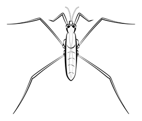 Water strider cartoon drawing black and white clipart