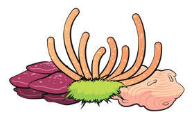 Coral reef clipart