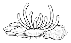 Coral reef drawing black and white clipart