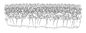 Meadow black and white clipart