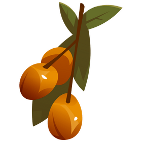 Apricot branch clipart