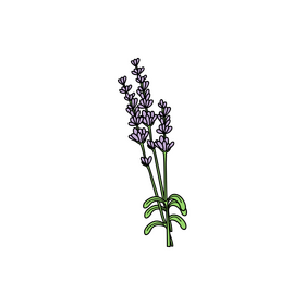 Lavender drawing clipart