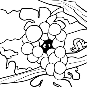 Grape cartoon drawing black and white vector