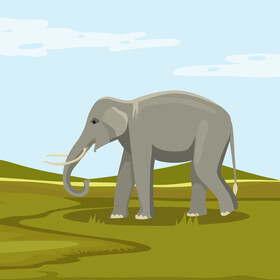 Elephant vector