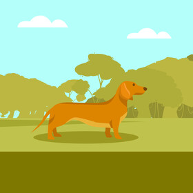 Sausage dog vector