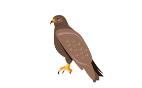 Hawk clipart