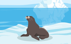 Seal animal vector
