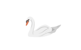 Swan clipart