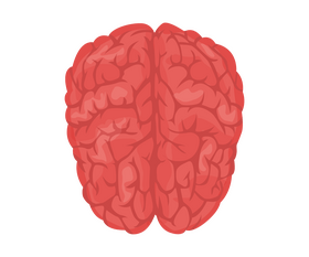 Cartoon brain clipart