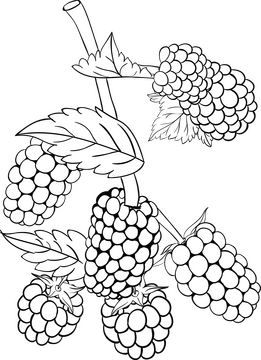 Blackberries black and white clipart