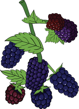 Blackberries clipart