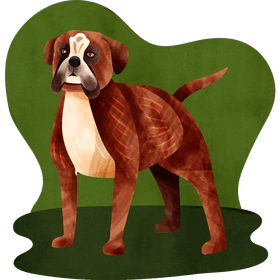 Boxer dog vector