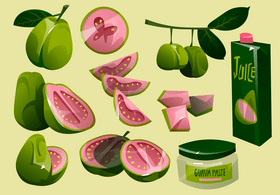 Guava vector