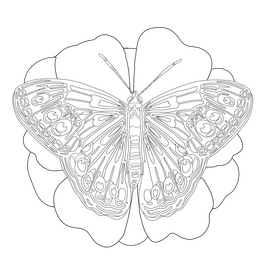 Northern pearly eye butterfly drawing black and white clipart