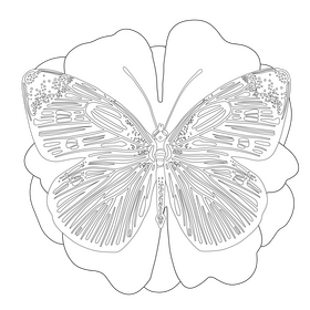 Cabbage white butterfly drawing black and white clipart