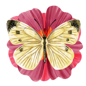 Cabbage white butterfly vector