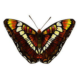 California sister butterfly clipart