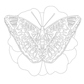 California sister butterfly drawing black and white clipart