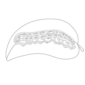 Orange sulphur caterpillar drawing black and white clipart
