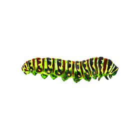 Black swallowtail caterpillar clipart
