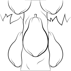 Papaya fruit drawing black and white vector
