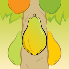 Papaya fruit drawing vector