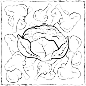 Cauliflower vegetable black and white vector
