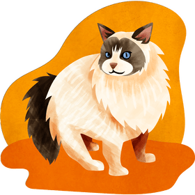Ragdoll cat vector