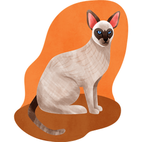 Siamese cat vector
