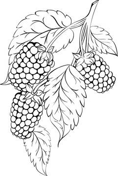 Blackberry with leaves black and white clipart