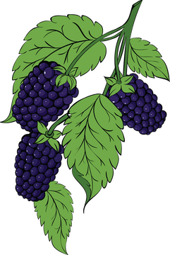 Blackberry with leaves clipart