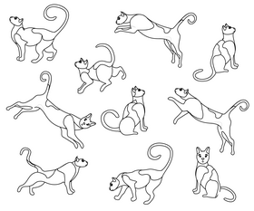 Bicolor cats black and white vector