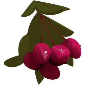 Lychee branch clipart