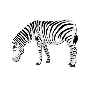 Zebra clipart