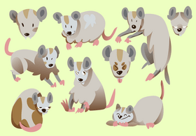 Possum cartoon set vector